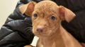 Gibraltar Rescue Dogs