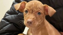 Gibraltar Rescue Dogs